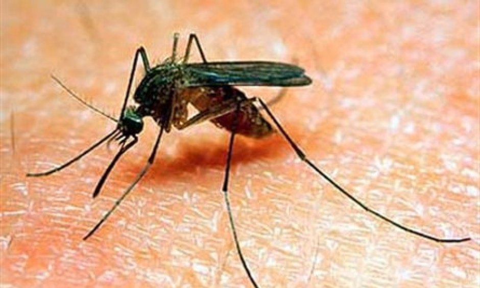 Πως μεταδίδεται ο ιός του Δυτικού Νείλου. Και δεύτερο κρούσμα στην Αθήνα