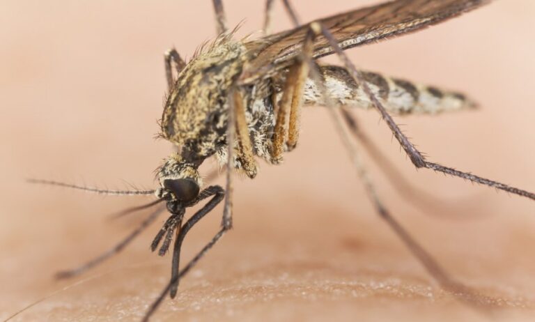 Ποιες είναι οι επικίνδυνες περιοχές για τη μετάδοση του ιού του Δυτικού Νείλου