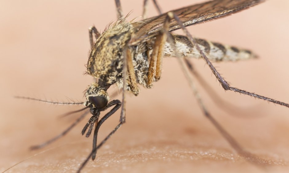 Ποιες  είναι οι  επικίνδυνες περιοχές για τη μετάδοση του ιού του Δυτικού Νείλου