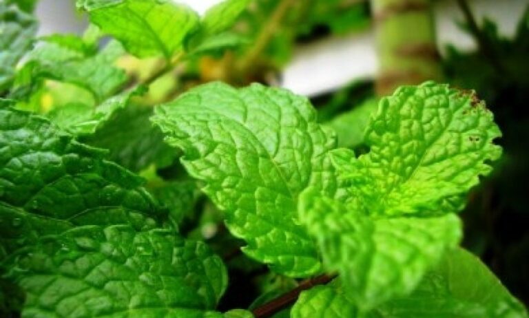 Αδυνατίστε με τη βοήθεια...της μέντας!