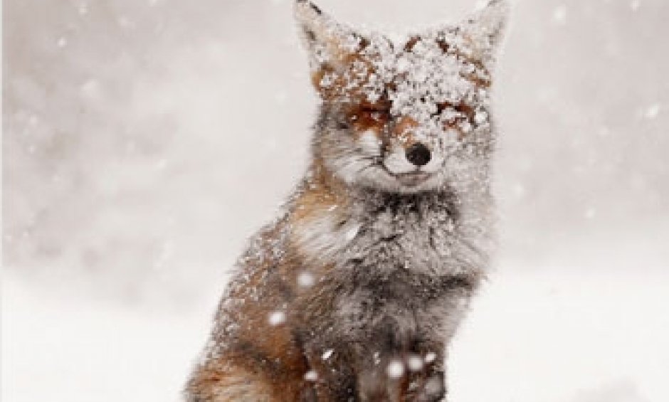 Η λύσσα στην Ελλάδα του χθες και του σήμερα