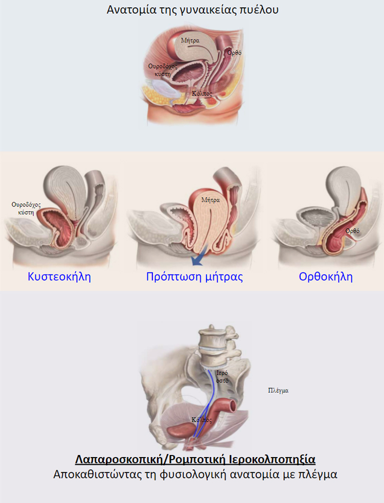 anatomia-tis-gynaikeias-pyeloy_0