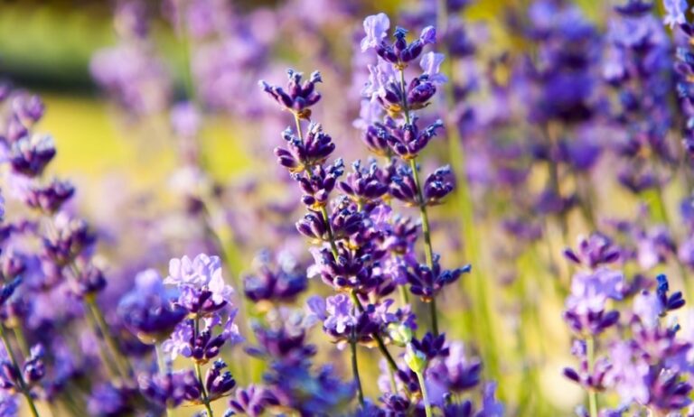 Λεβάντα: Ο μωβ... παράδεισος!