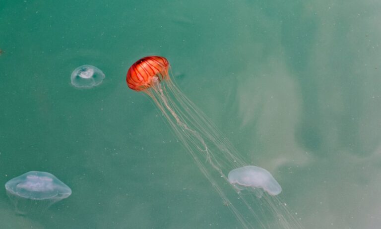 Τι πρέπει να κάνετε άμεσα, αν σας τσιμπήσει τσούχτρα (video)